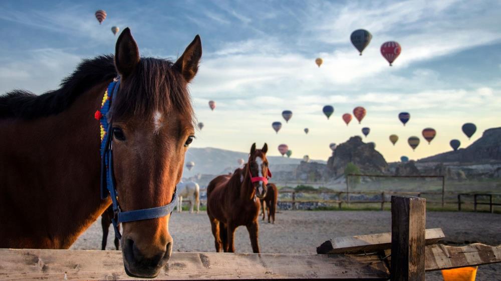 Cappadocia Horse Safari Tour