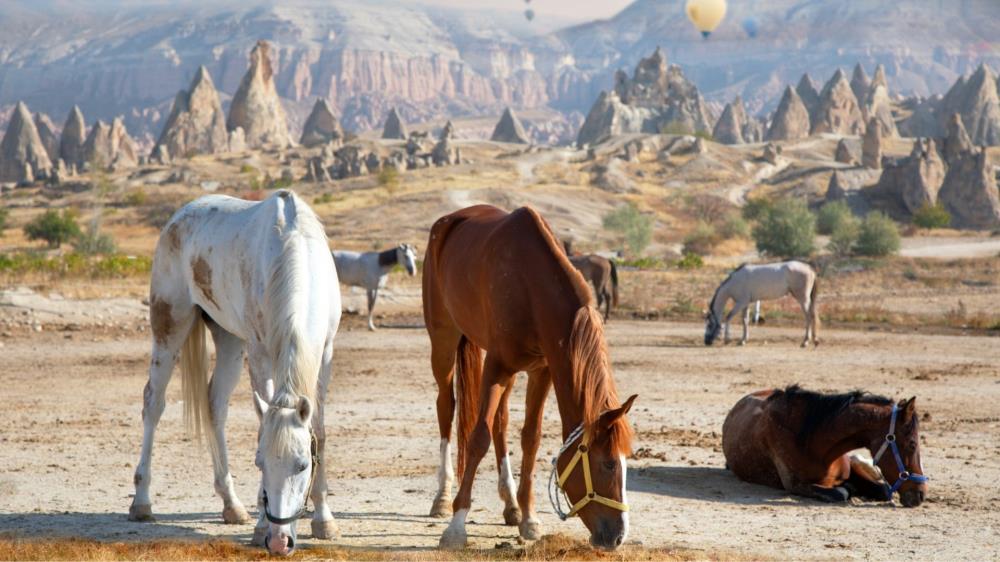 Cappadocia Horse Safari Tour