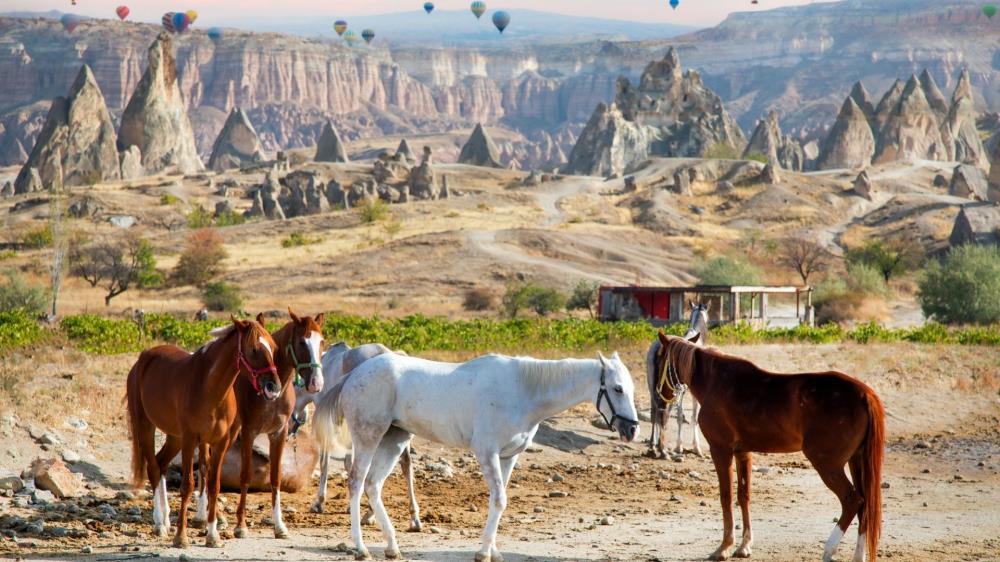 Anatolia Expedition Tours